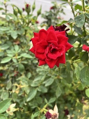 Rosa