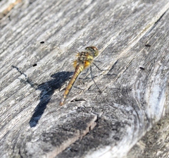 Sympetrum danae
