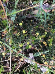 Acacia aculeatissima