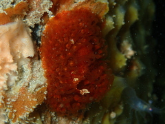Madrella ferruginosa