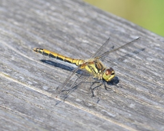 Sympetrum danae