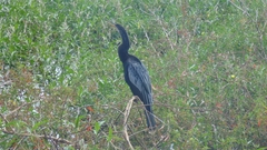 Anhinga anhinga leucogaster