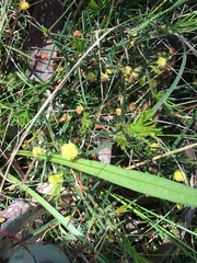 Acacia aculeatissima