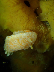 Goniobranchus epicurius