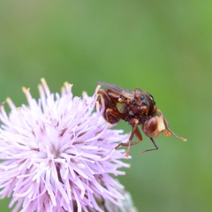 Sicus ferrugineus