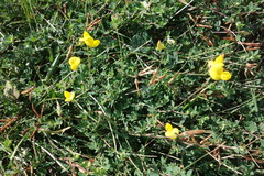 Lotus corniculatus