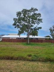 Corymbia tessellaris