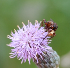 Sicus ferrugineus