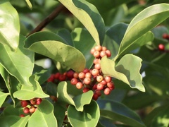Ilex rotunda
