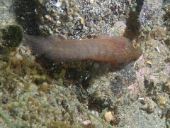 Lepadogaster candolii