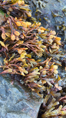 Fucus spiralis