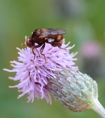 Sicus ferrugineus