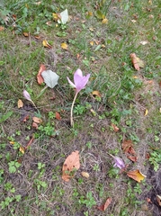 Colchicum