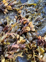 Fucus spiralis