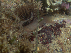 Lepadogaster candolii