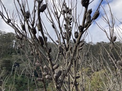 Allocasuarina distyla