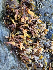 Fucus spiralis
