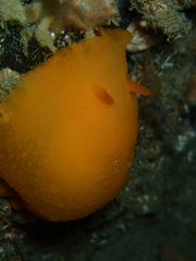 Doriopsilla carneola