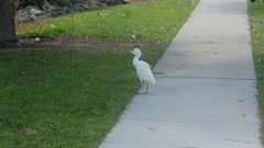 Bubulcus ibis