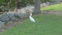 Bubulcus ibis