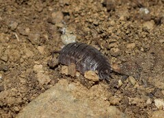 Trachelipus squamuliger
