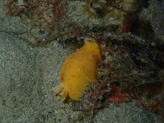 Sclerodoris