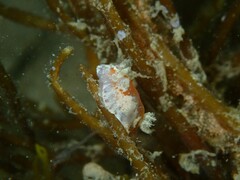 Chromodoris alternata