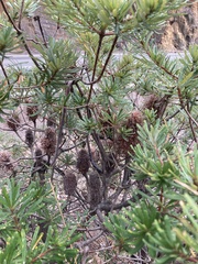 Banksia collina