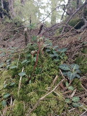 Pyrola alboreticulata