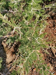 Vachellia robusta