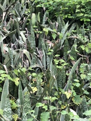 Sansevieria