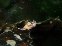 Polycera janjukia