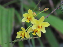 Spathoglottis pubescens