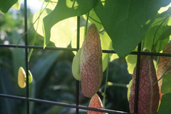 Aristolochia gigantea