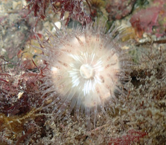 Calliactis parasitica