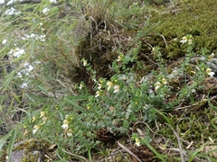 Euphrasia transmorrisonensis