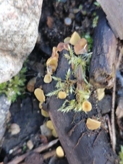Phaeohelotium baileyanum