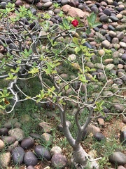 Rauvolfia tetraphylla