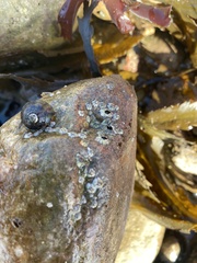 Semibalanus balanoides