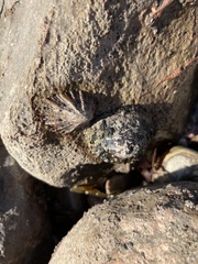 Patellogastropoda
