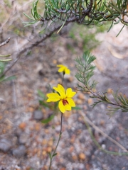 Goodenia trinervis