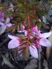 Boronia