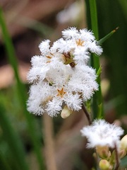Leucopogon