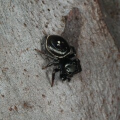 Zenodorus orbiculatus