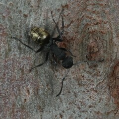 Polyrhachis erato