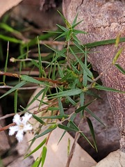 Leucopogon