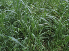 Hordeum murinum glaucum
