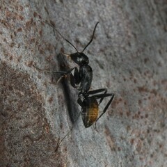 Camponotus aeneopilosus