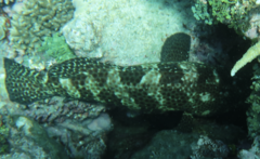 Epinephelus howlandi