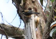 Acanthorhynchus tenuirostris